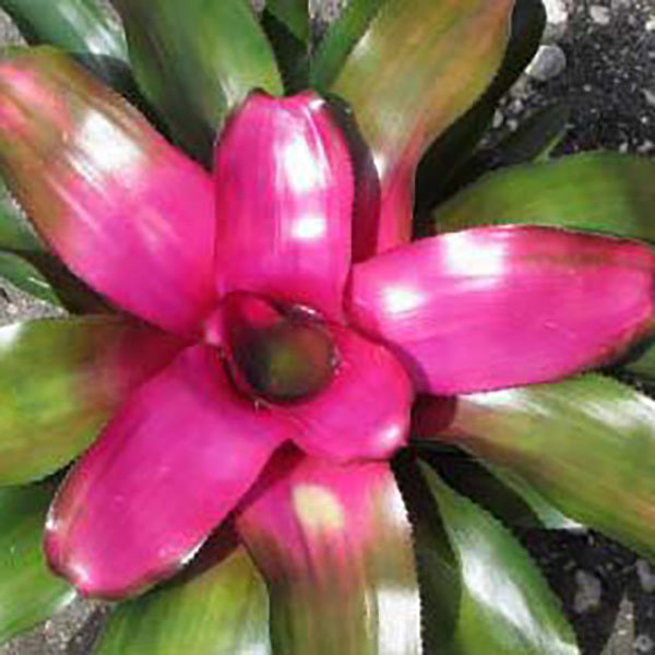 Neoregelia Lila