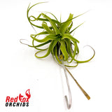 Tillandsia streptophylla 'Giant form'