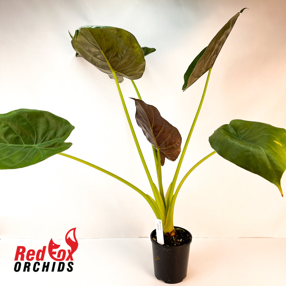 Alocasia wentii