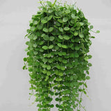 Dischidia nummularia