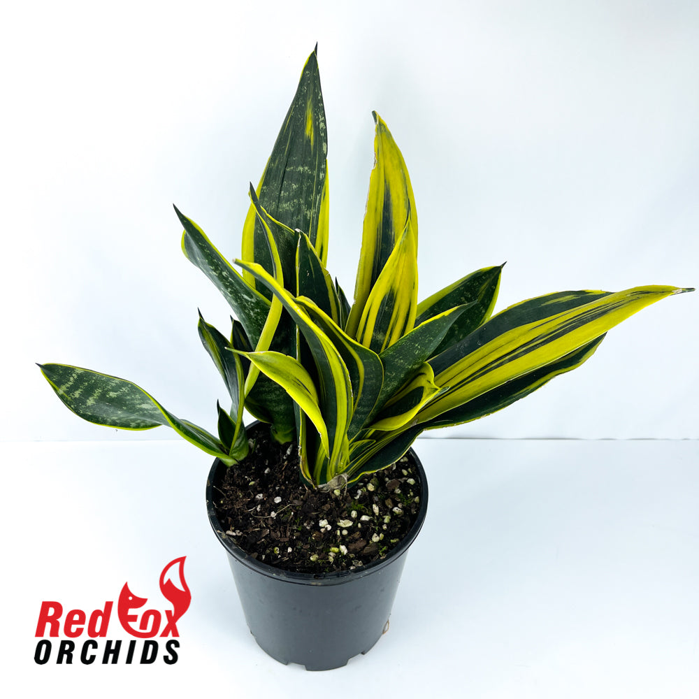 Sansevieria Golden Flame 200mm