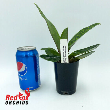 Paphiopedilum Hung Sheng Glow x Hung Sheng Bay