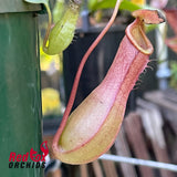 Nepenthes Ventrata