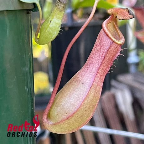 Nepenthes Ventrata