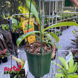 Nepenthes Ventrata