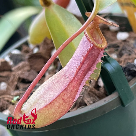 Nepenthes Ventrata