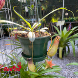 Nepenthes St Pacificus