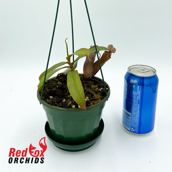 Nepenthes Lantern