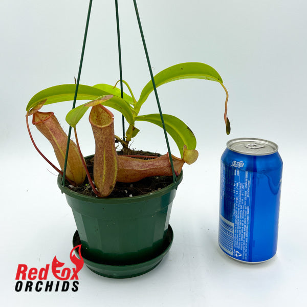 Nepenthes Linda