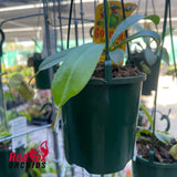 Nepenthes Linda