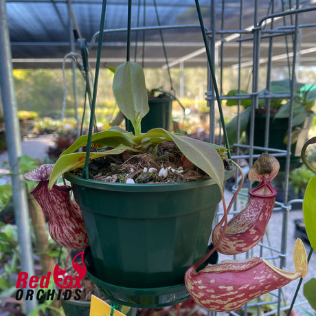 Nepenthes St Gaya