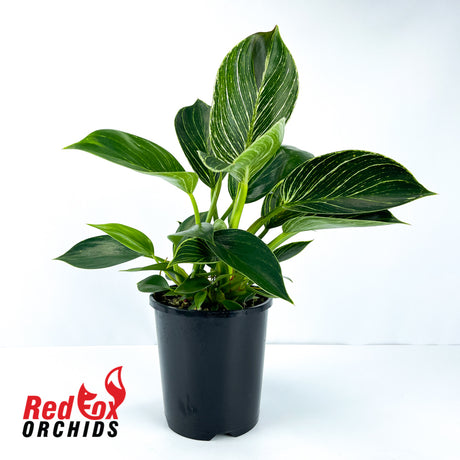Philodendron Birkin