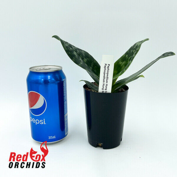 Paphiopedilum Hung Sheng Citron x Hung Sheng Jewel