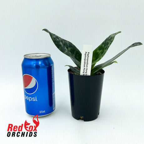 Paphiopedilum Hung Sheng Citron x Hung Sheng Jewel