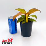 Philodendron McColley's Finale