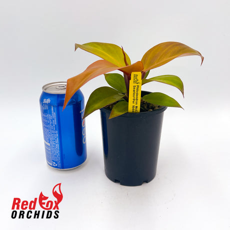 Philodendron McColley's Finale