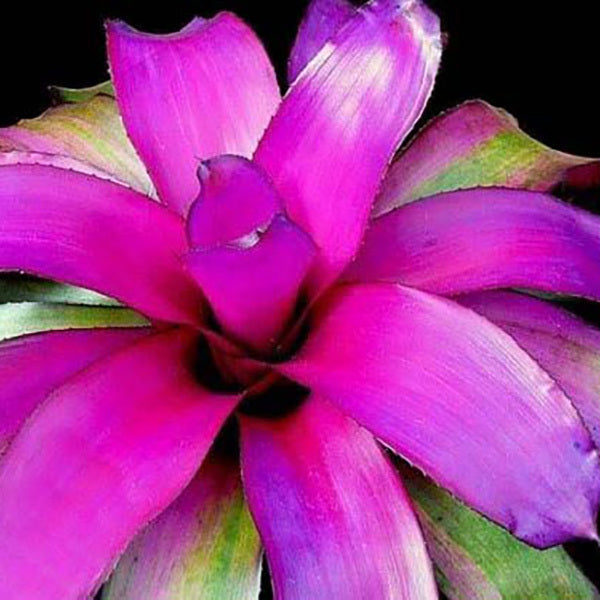 Neoregelia Voodoo Doll