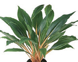 Chlorophytum Green Orange