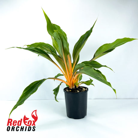 Chlorophytum Green Orange