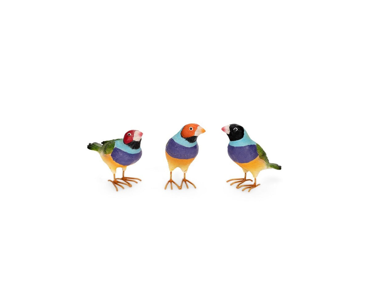 Gouldian Finch Small