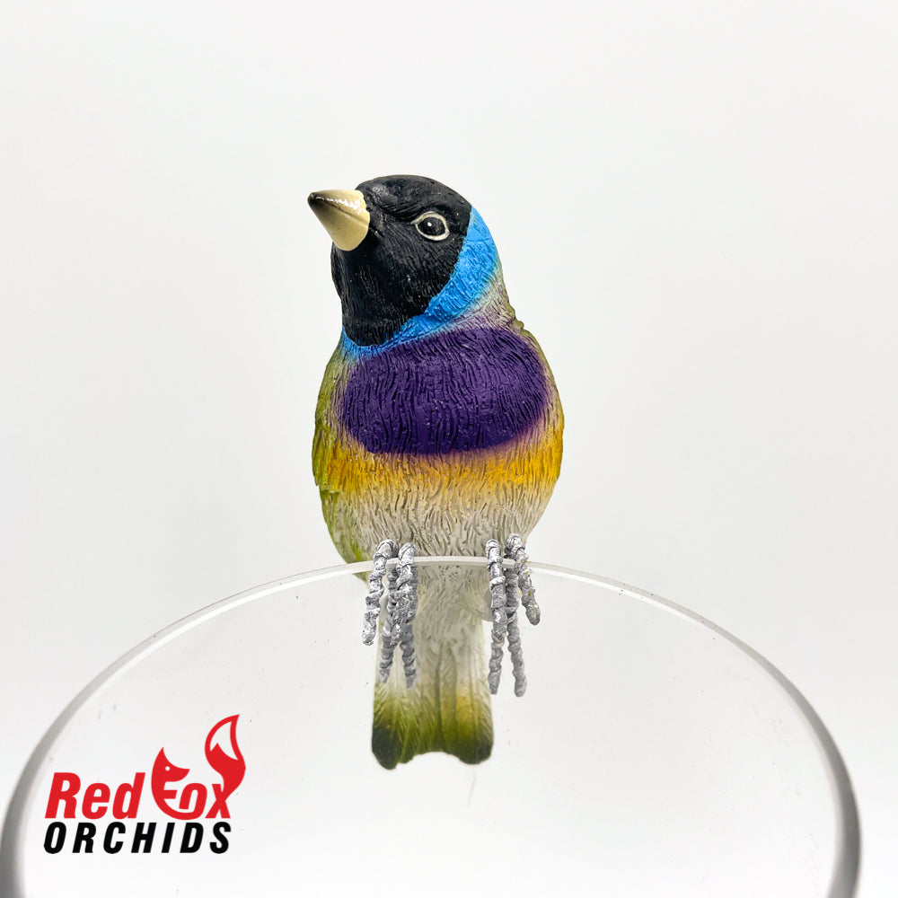 Gouldian Finch Pot Sitter
