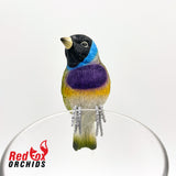 Gouldian Finch Pot Sitter