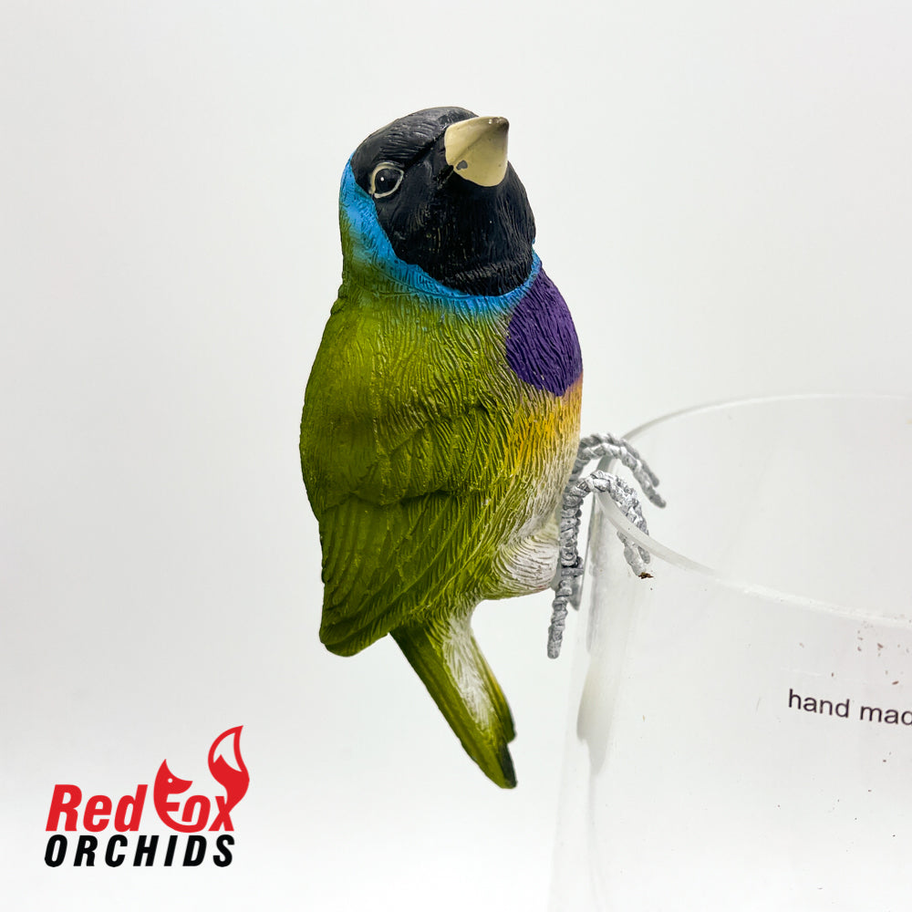 Gouldian Finch Pot Sitter