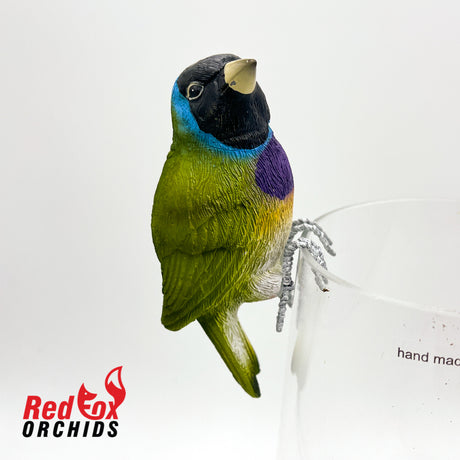 Gouldian Finch Pot Sitter