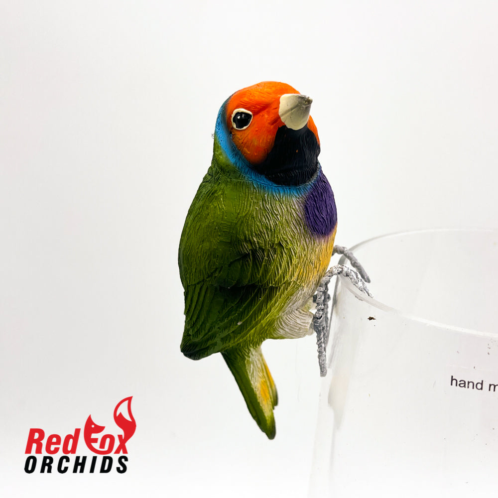 Gouldian Finch Pot Sitter