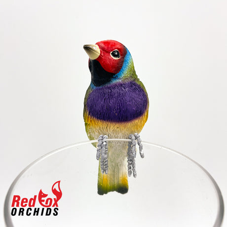 Gouldian Finch Pot Sitter