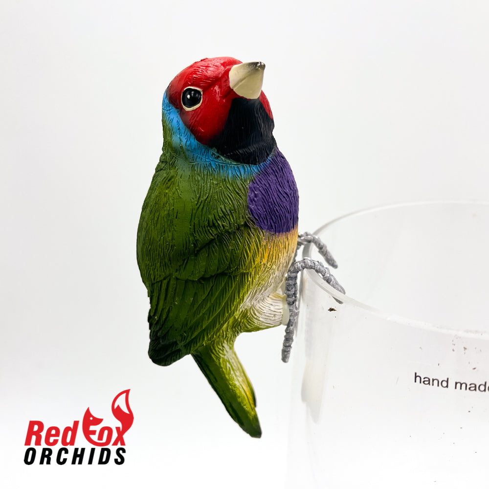 Gouldian Finch Pot Sitter