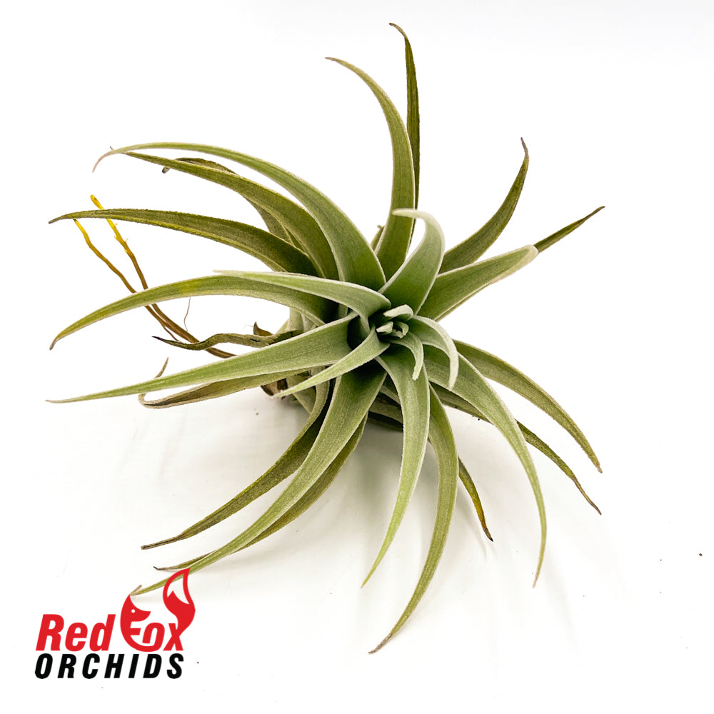 Tillandsia recurvifolia
