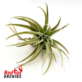 Tillandsia recurvifolia