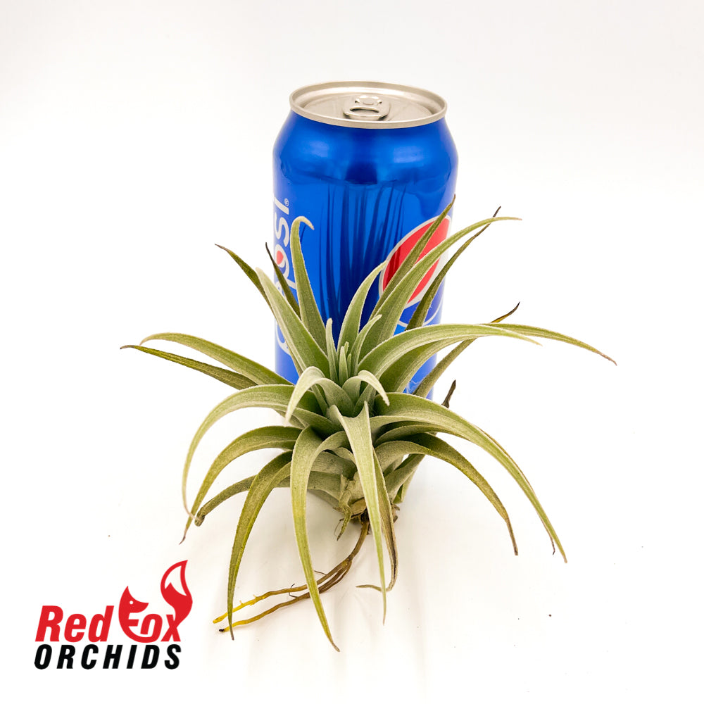 Tillandsia recurvifolia
