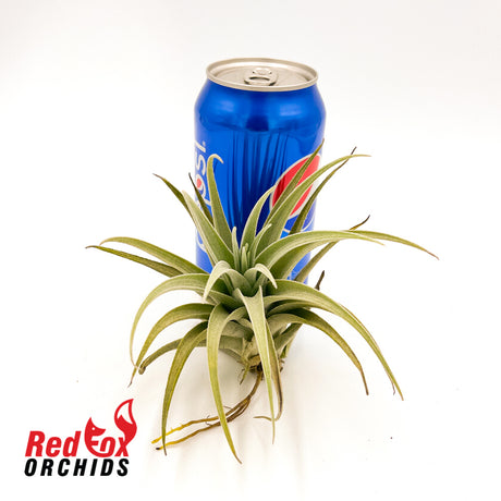 Tillandsia recurvifolia