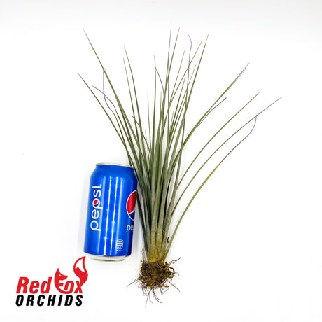Tillandsia fasciculata 'Florida'