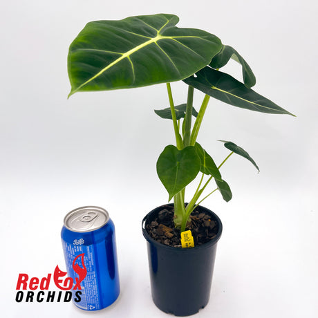 Alocasia Green Velvet