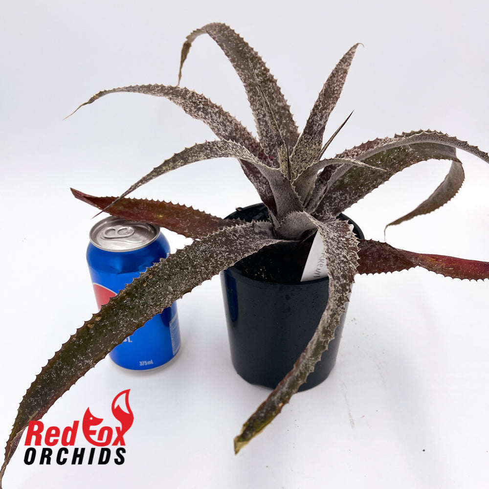 Orthophytum Burke