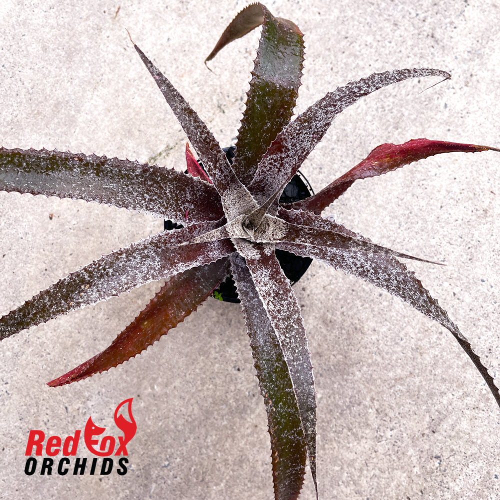 Orthophytum Burke