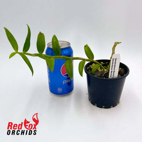 Dendrobium Nestor x Mentor