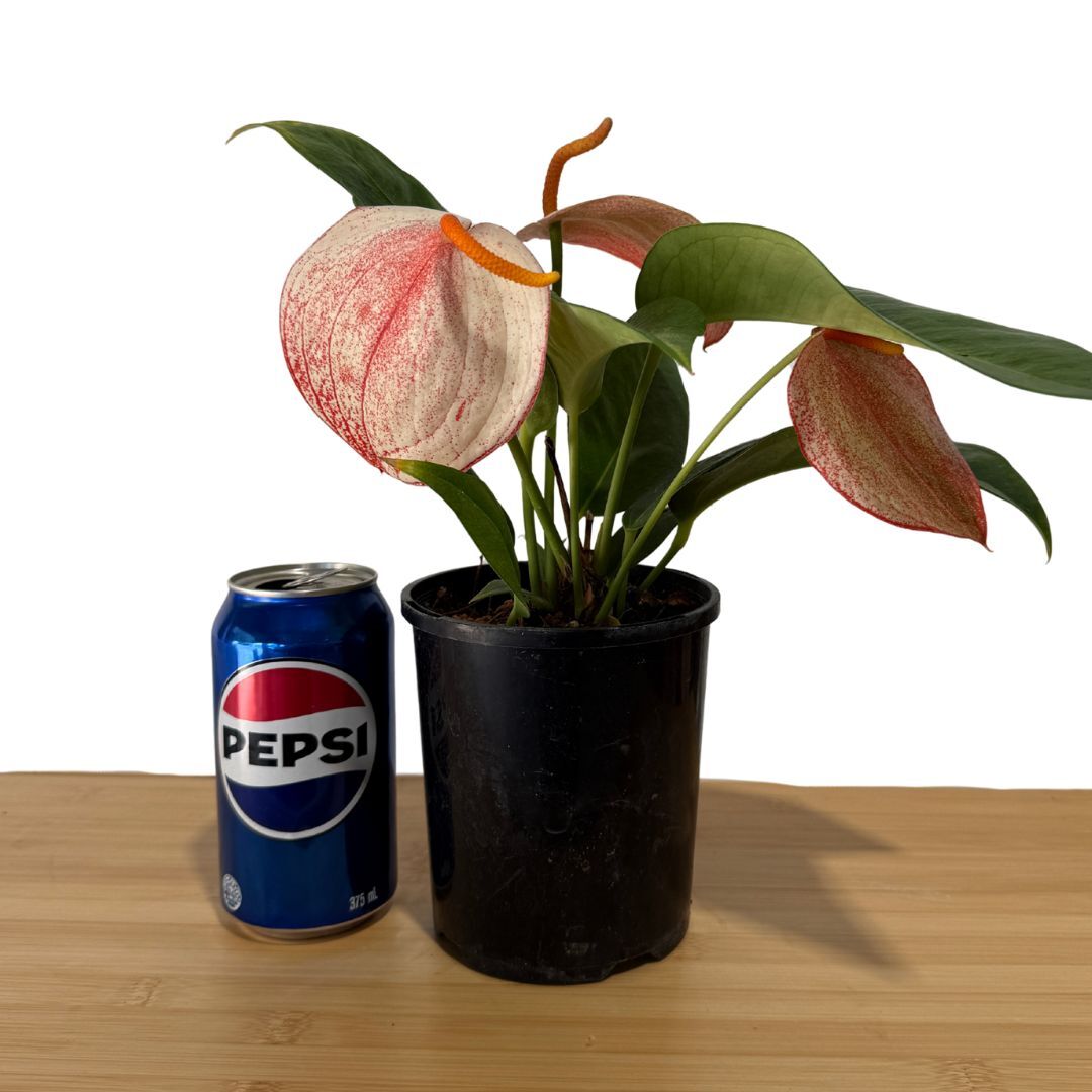 Anthurium scherzerianum V. rothschildianum