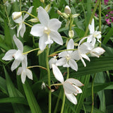 Spathoglottis 'Snow Angel'