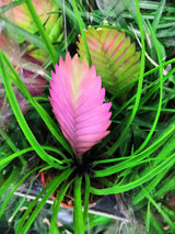 Wallisia cyanea