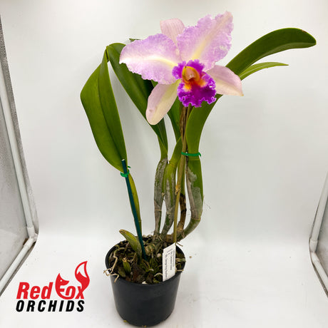 Brassolaeliocattleya Deception Grace x George King 'Southern Cross'