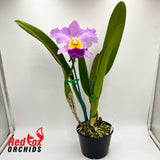 Brassolaeliocattleya Glenn Maidment 'Southern Cross' x QOS 80th Anniversary 'Super Splash'