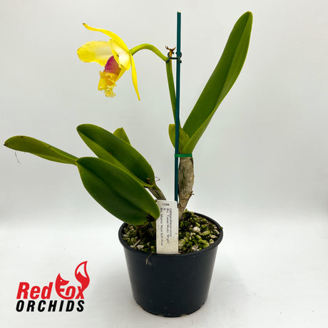Brassolaeliocattleya Topaz Music 'Bright' x Mismo 'Nice Soft Pink'