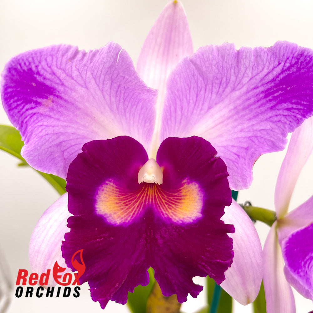 Brassolaeliocattleya Toshie's Magic 'Southern Cross' x Dal's Monarch 'Hot Lips'