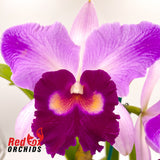 Brassolaeliocattleya Toshie's Magic 'Southern Cross' x Dal's Monarch 'Hot Lips'