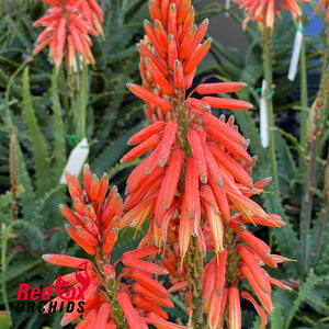 Other Plants