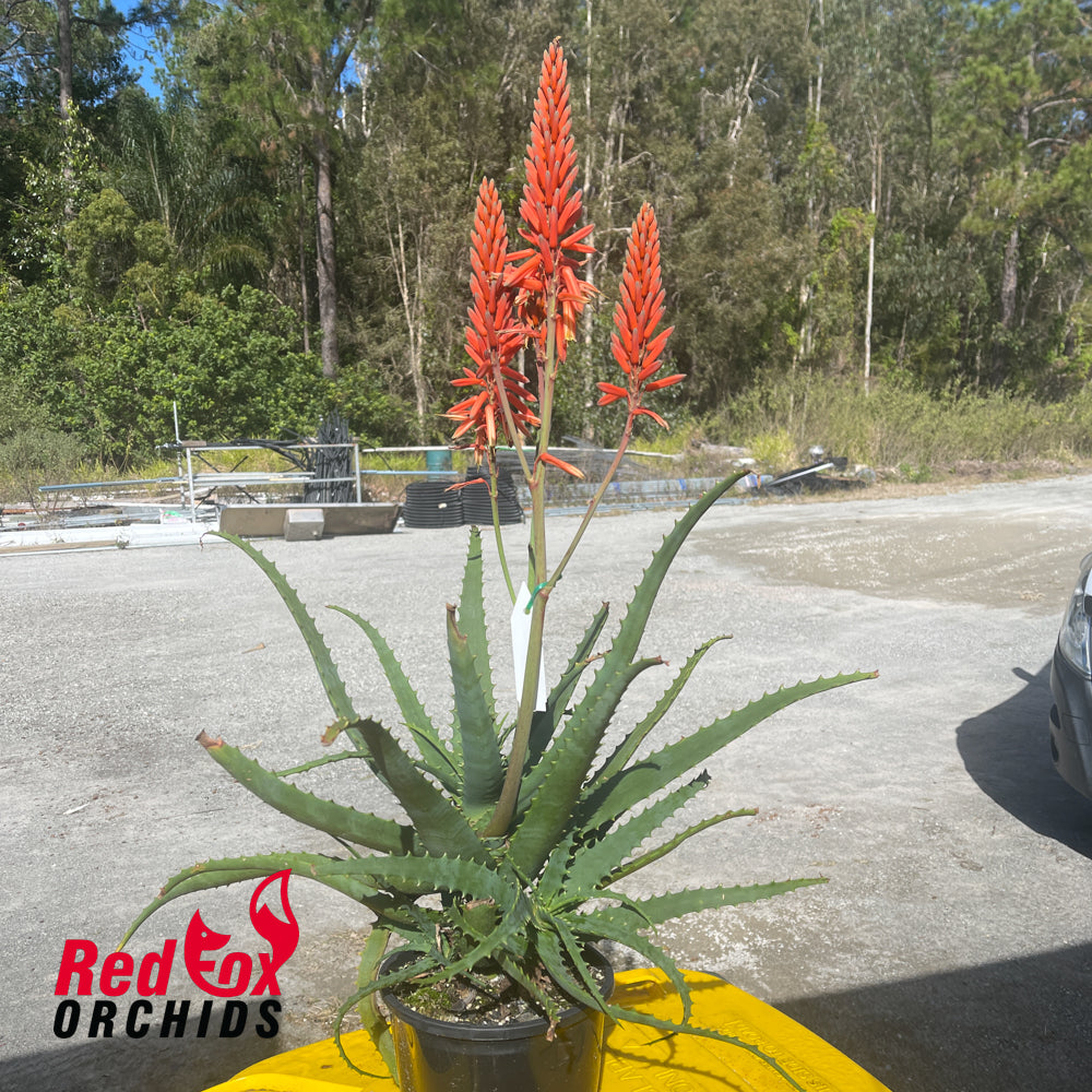 Aloe Warm Welcome
